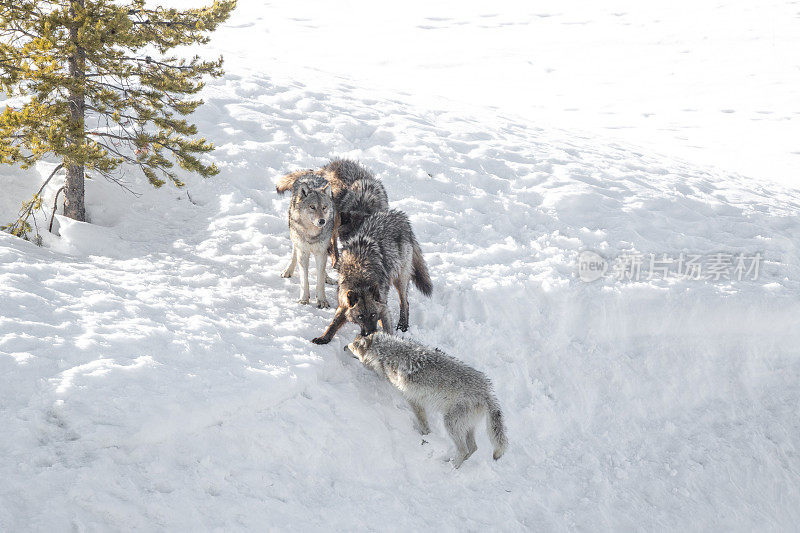 黄石公园的四只狼在玩/打架